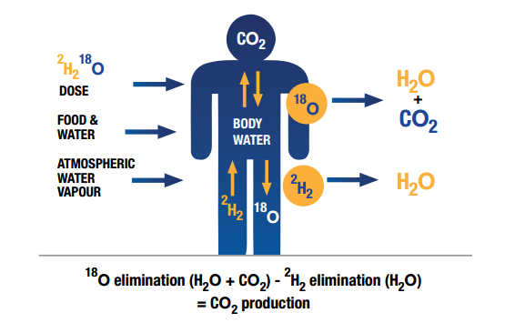 Doubly labeled Water